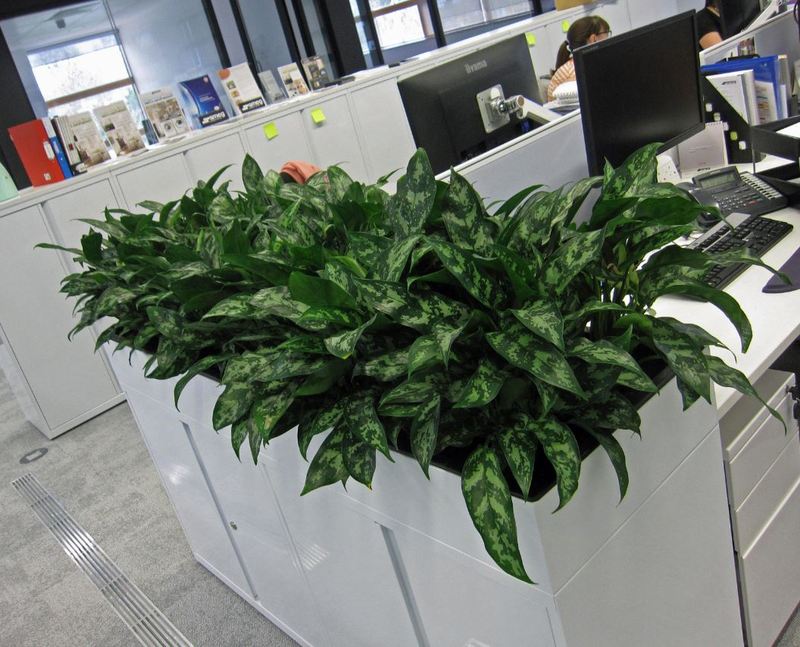 Close up of special cabinet top planters planted with Aglaonema Maria living tropical plants