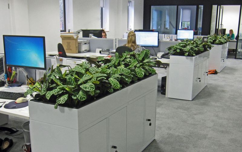 Stromanthe amabilis plants were used in this part of the offices