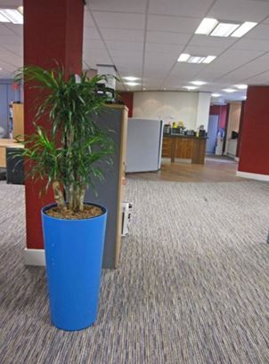Recycled pot with a Dracaena Anita plant near a central office pillar