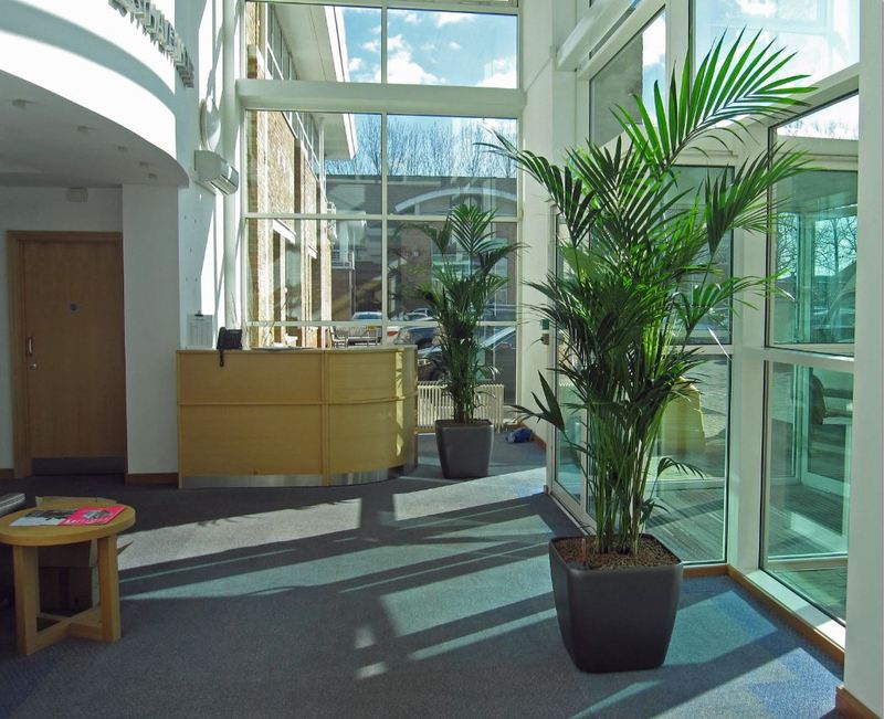 Gorgeous Palm trees add the wow factor to this solihul office Reception