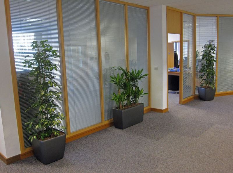 Charcoal Grey plant displays add life to a bare office corridor