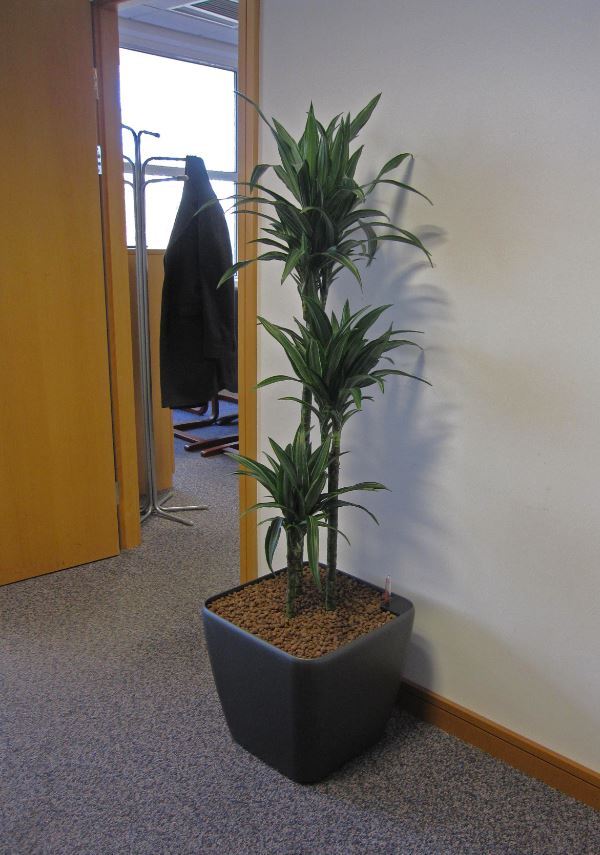 Plants make offices a warmer, nicer and healthier place to work in