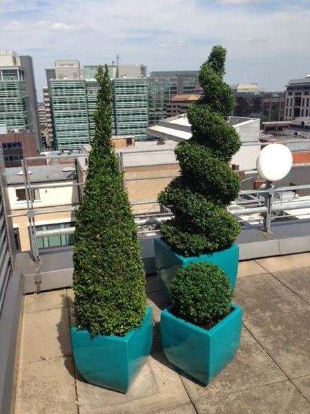 Plants for West Midlands Solicitors new offices