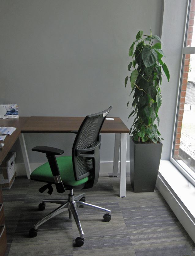 A leafy green Philodendron Sweetheart plant, a perfect fit for the corner of offices
