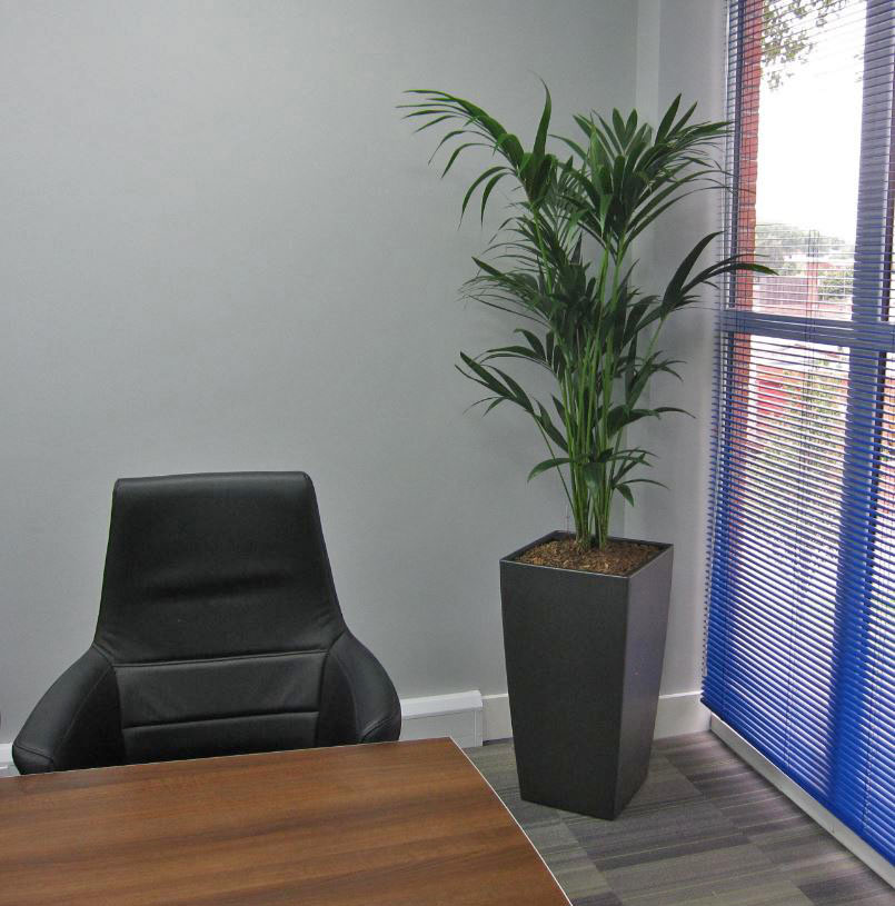 A lovely leafy green Kentia Palm plant filling the corner of the office