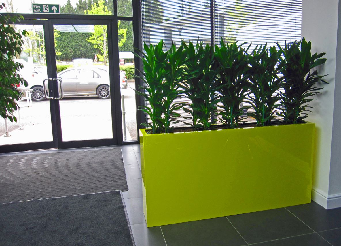 Acid Yellow barrier planter with green Cordyline plants in Birmingham Office Reception