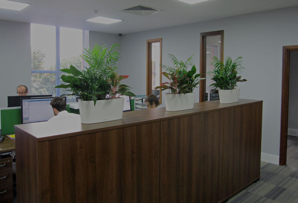 Colourful cabinet top plant displays in Hockley Birmingham Construction offices