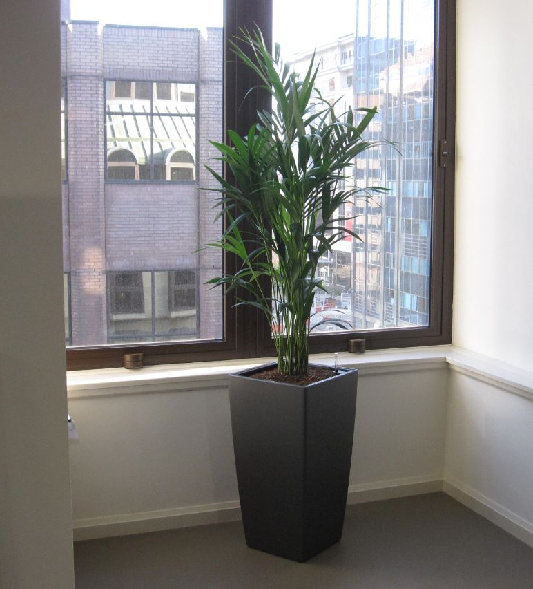 Cubis Charcoal grey with Kentia Palm