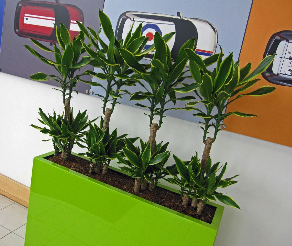 Dracaena Gold Coast Carousel in Lime Green Barrier Planters