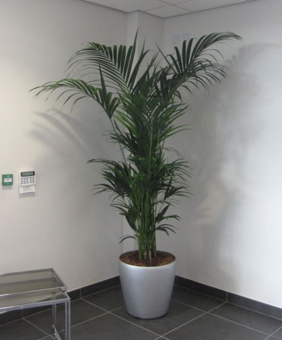 Gorgeous bushy Palm tree display at Solihull Office Reception.