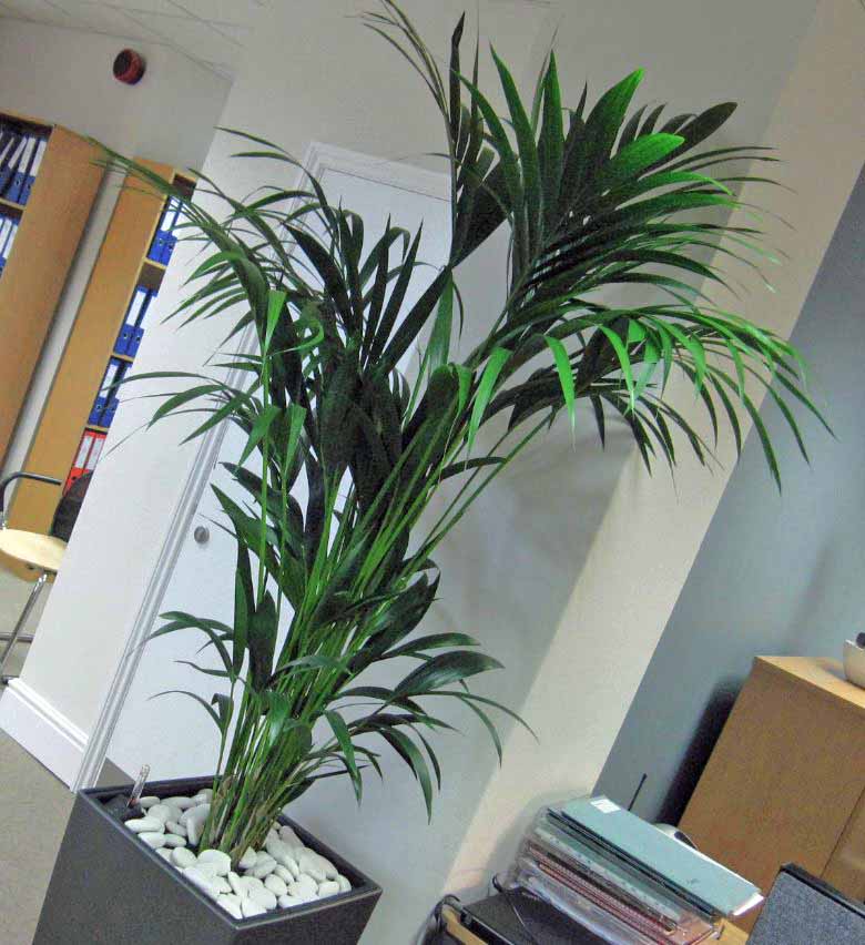 Howea Forsteriana Kentia Palm plant in Worecster offices