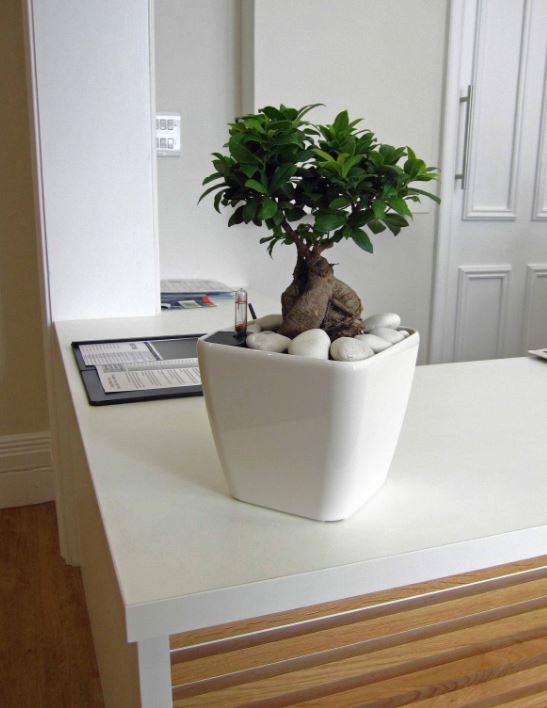 Main reception desk top display with Ficus Bonsai