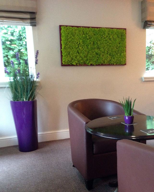 Moss Pictures & an artificial lavender grass display