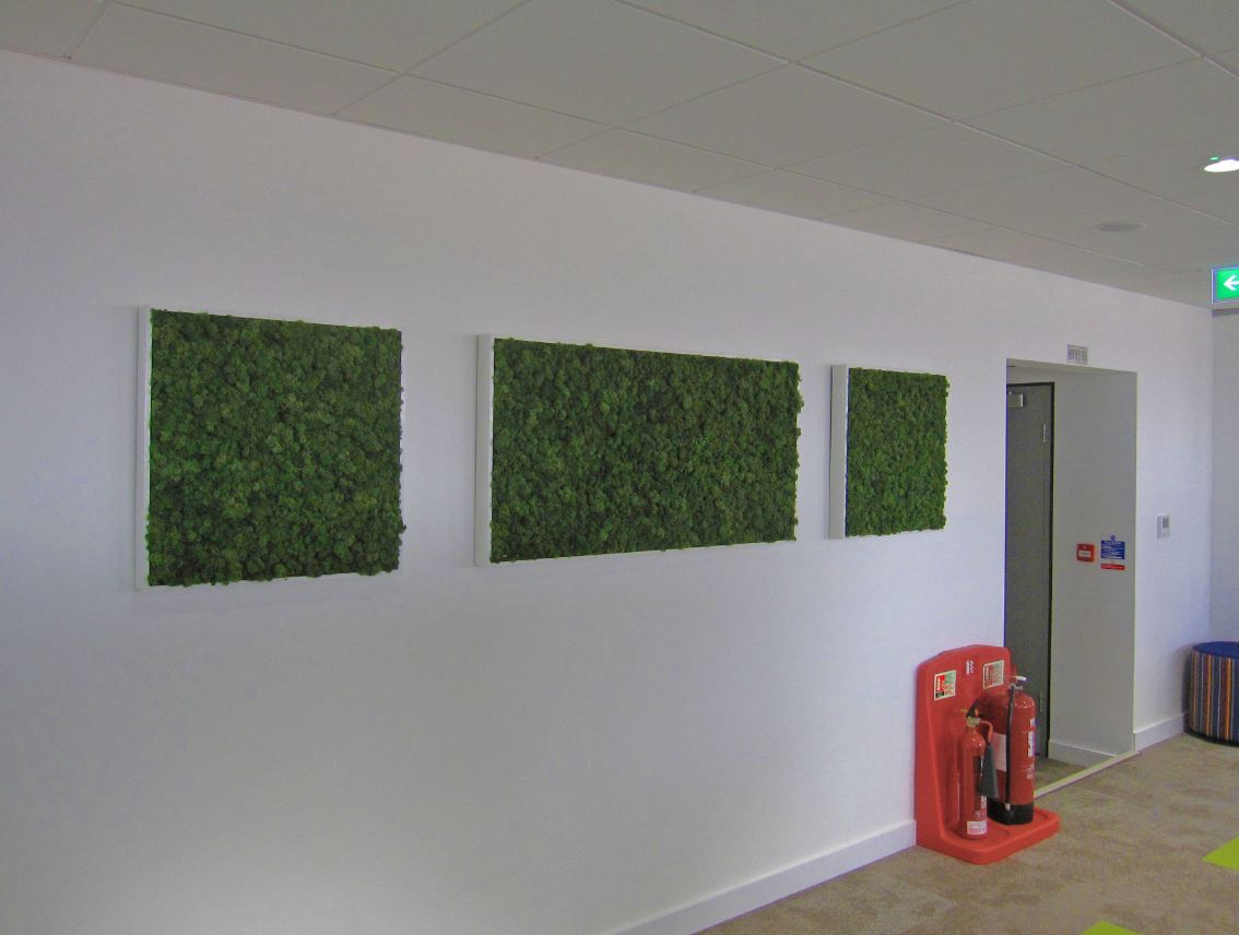 Moss pictures on the walls of birmingham city centre offices