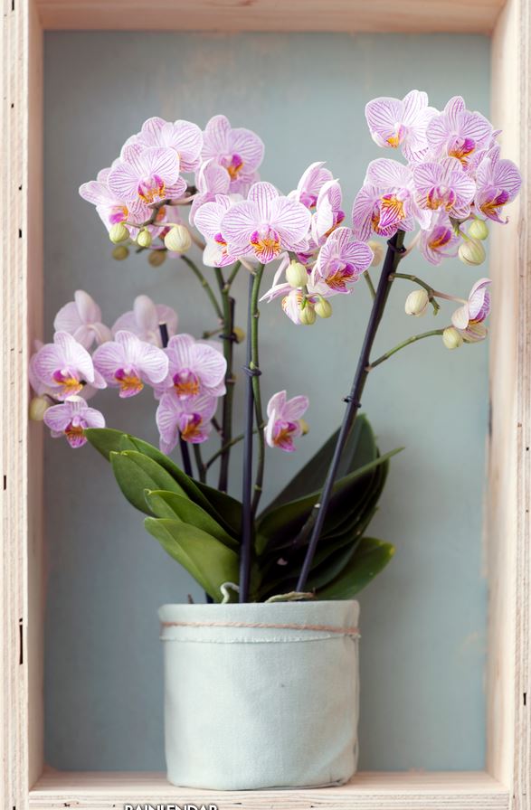 Phalaeonopsis Orchid are ideal for high profile areas.