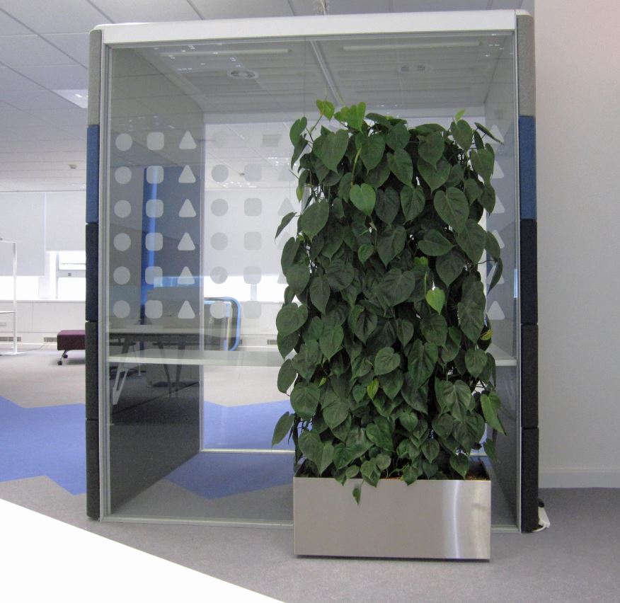 Philodendren Scandens planted in a rectangular stainless steel planter