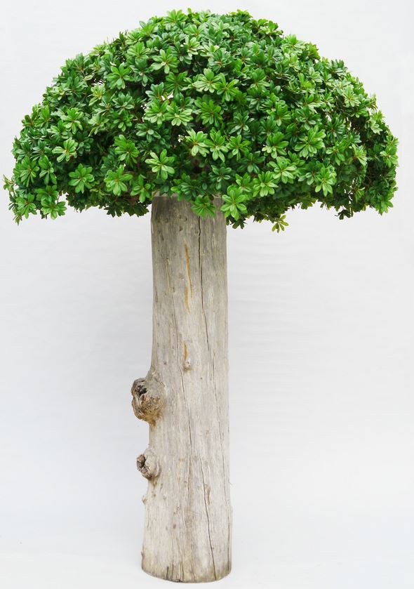 Schefflera Canopy artificial tree