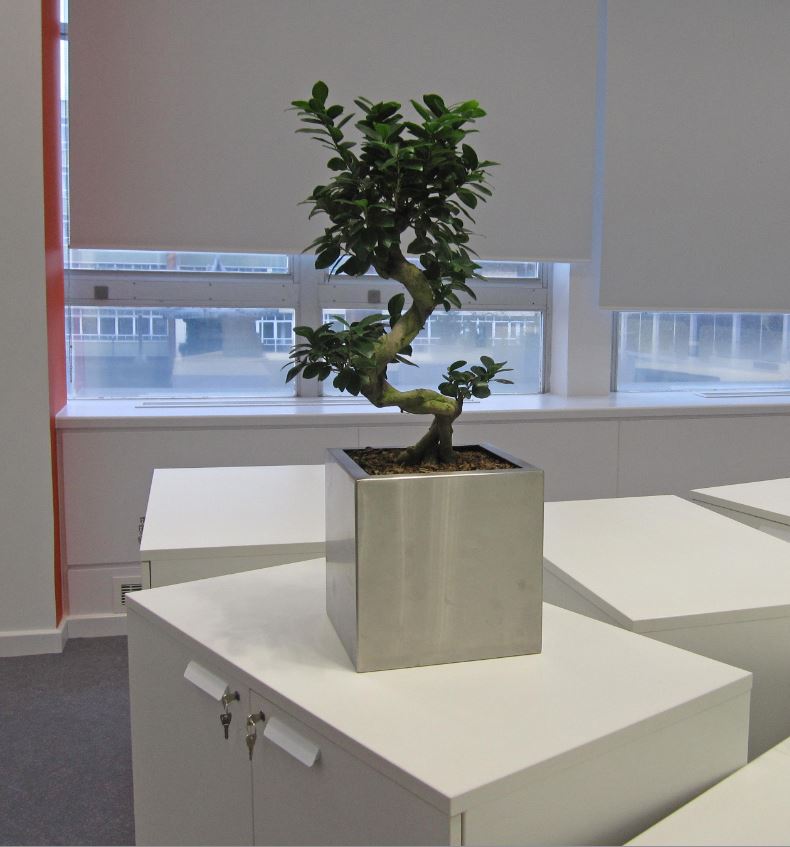 Stainless steel Desk top display with Ficus Ginseng