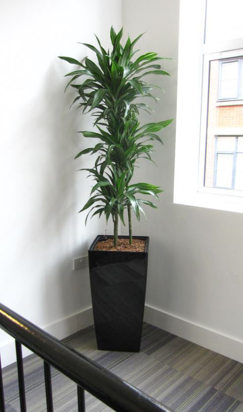Stairs landing with  variegated Dracaena Ulyssess