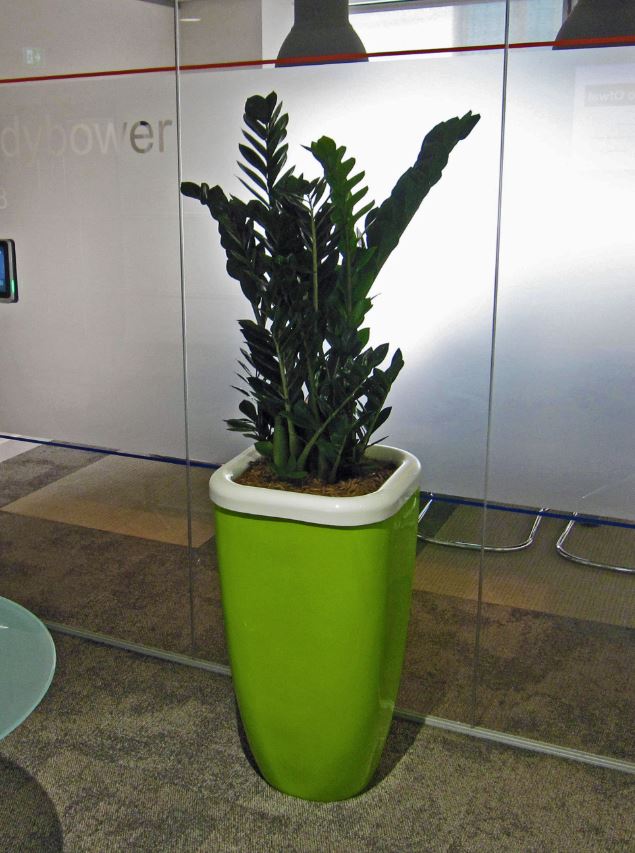 Tall square green and white rimmed display with a Zamiifolia plant