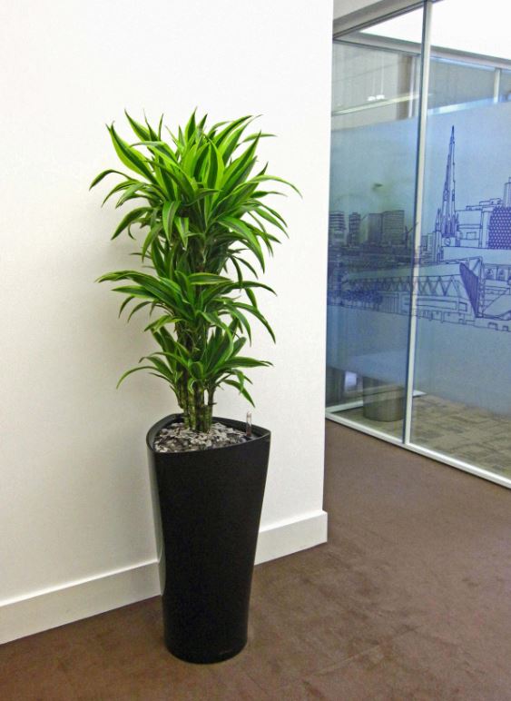 Tall triangular Delta black display planted with a Dracaena Lemon Lime plant