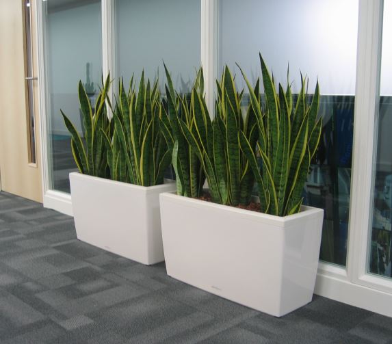 Sansiveria laurentii plants in carraro troughs for these solihull offices