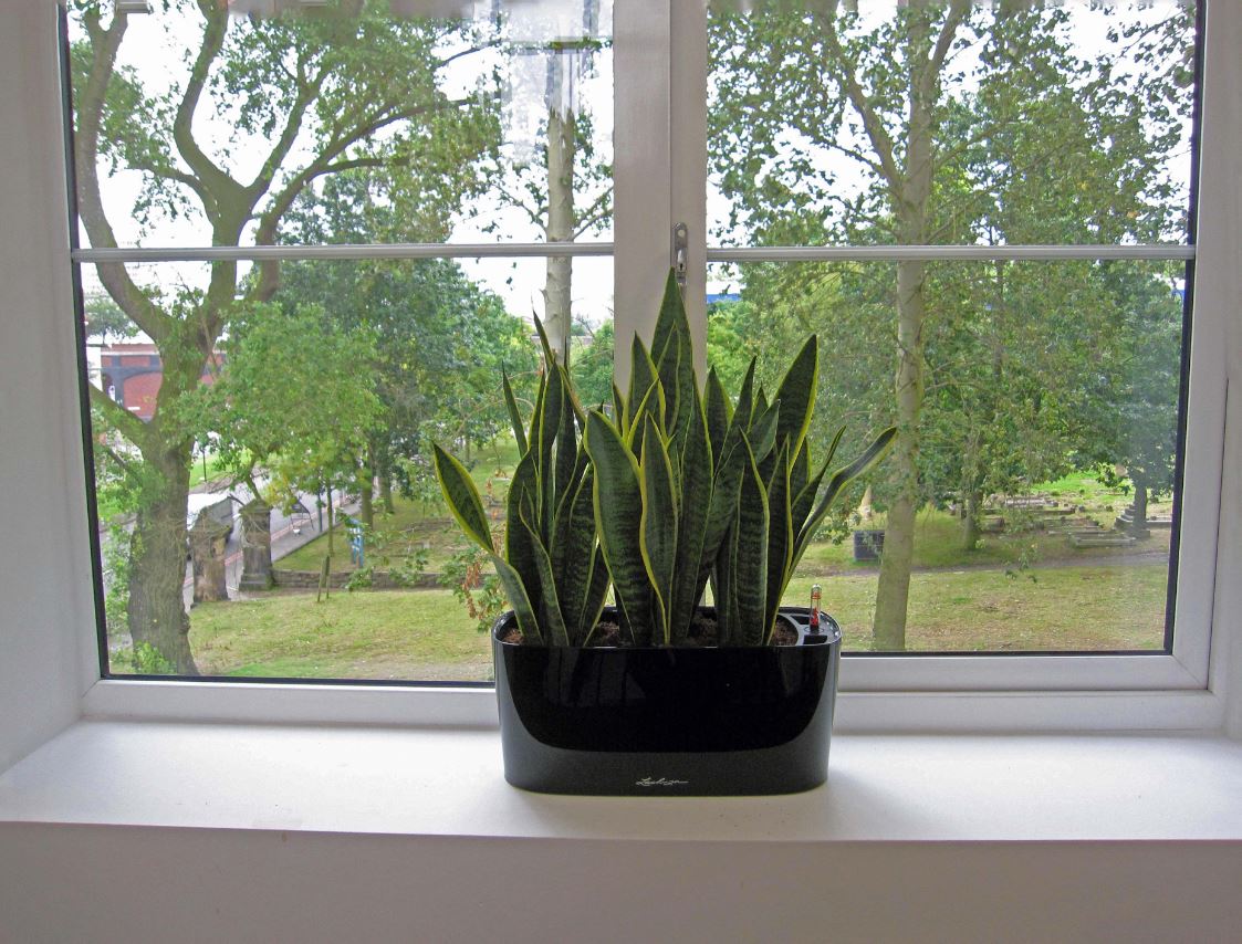 Windowsill display planted with sansiveria laurentii with views over Birminghams Jewellery quarter