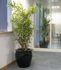 Black plant displays inside and out of office meeting room