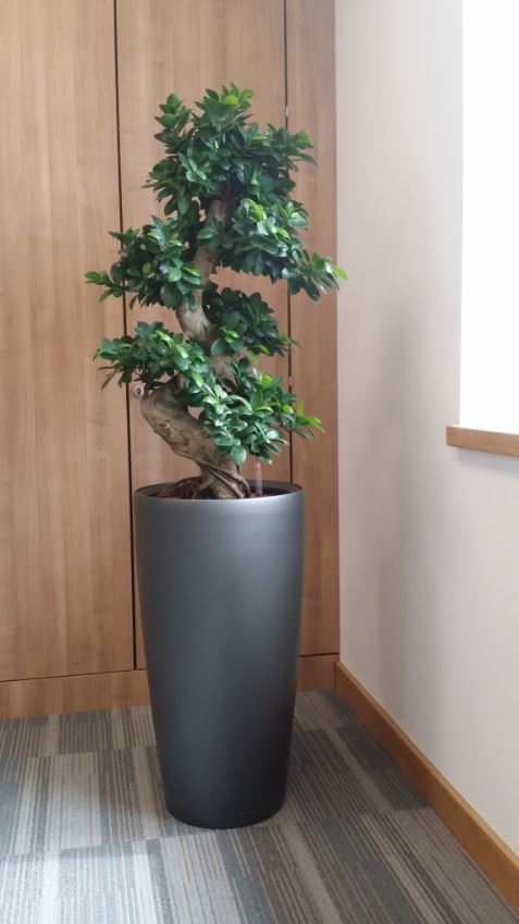  Ficus Bonsai tree located in the corner of a Directors Office in Colehill West Midlands