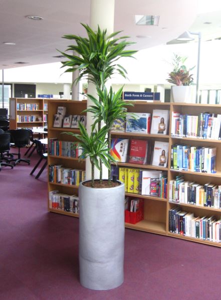 Telford school Library with Dracaena Lemon Lime plant