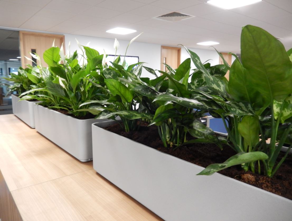 Aglaonema Maria and Spathiphyllum plants in cabinet top troughs