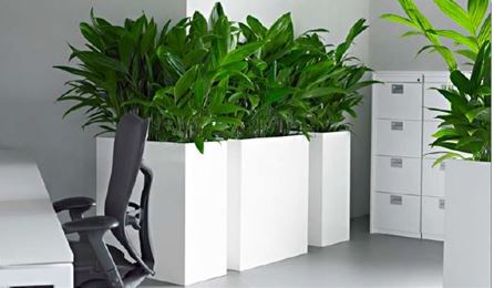 Contemporary white office plant displays