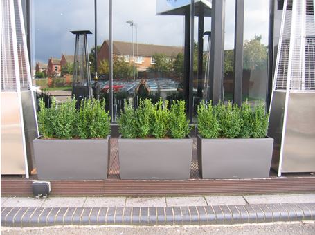 Alfaisals Balti House west midlands Lechuza Carraro with Buxus hedging