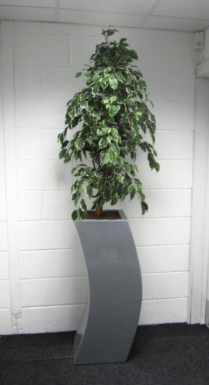 Artificial variegated Ficus tree