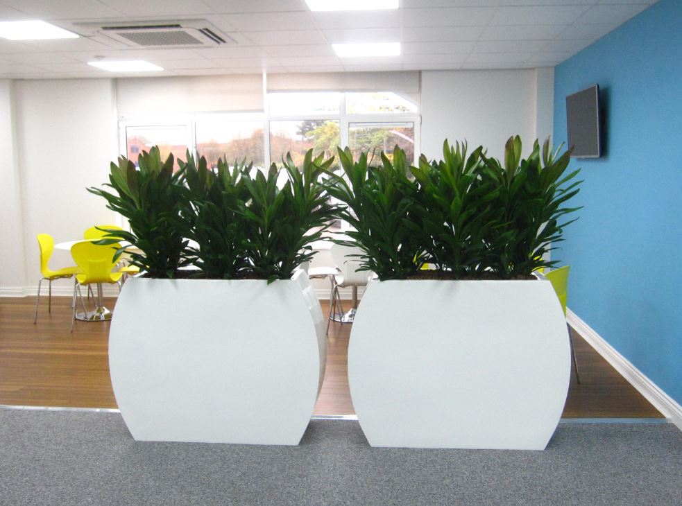 Barrier plants between the Office and Breakout area