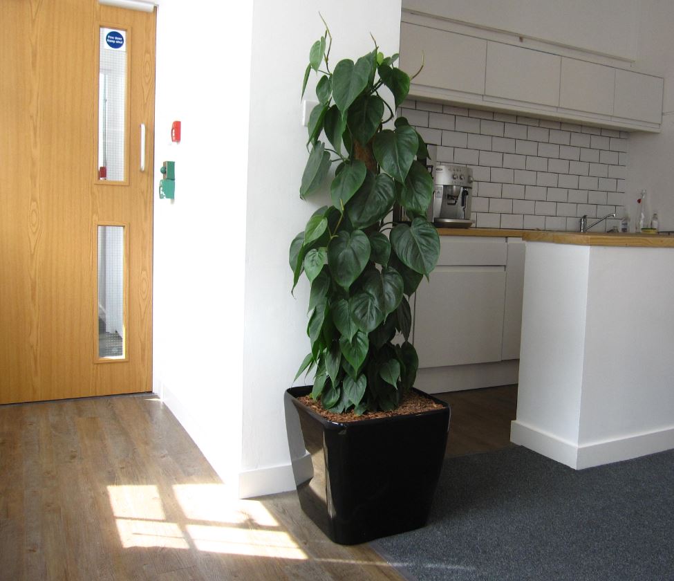 Black Cubico 50 in office kitchen area with Phildendron Scanden plant