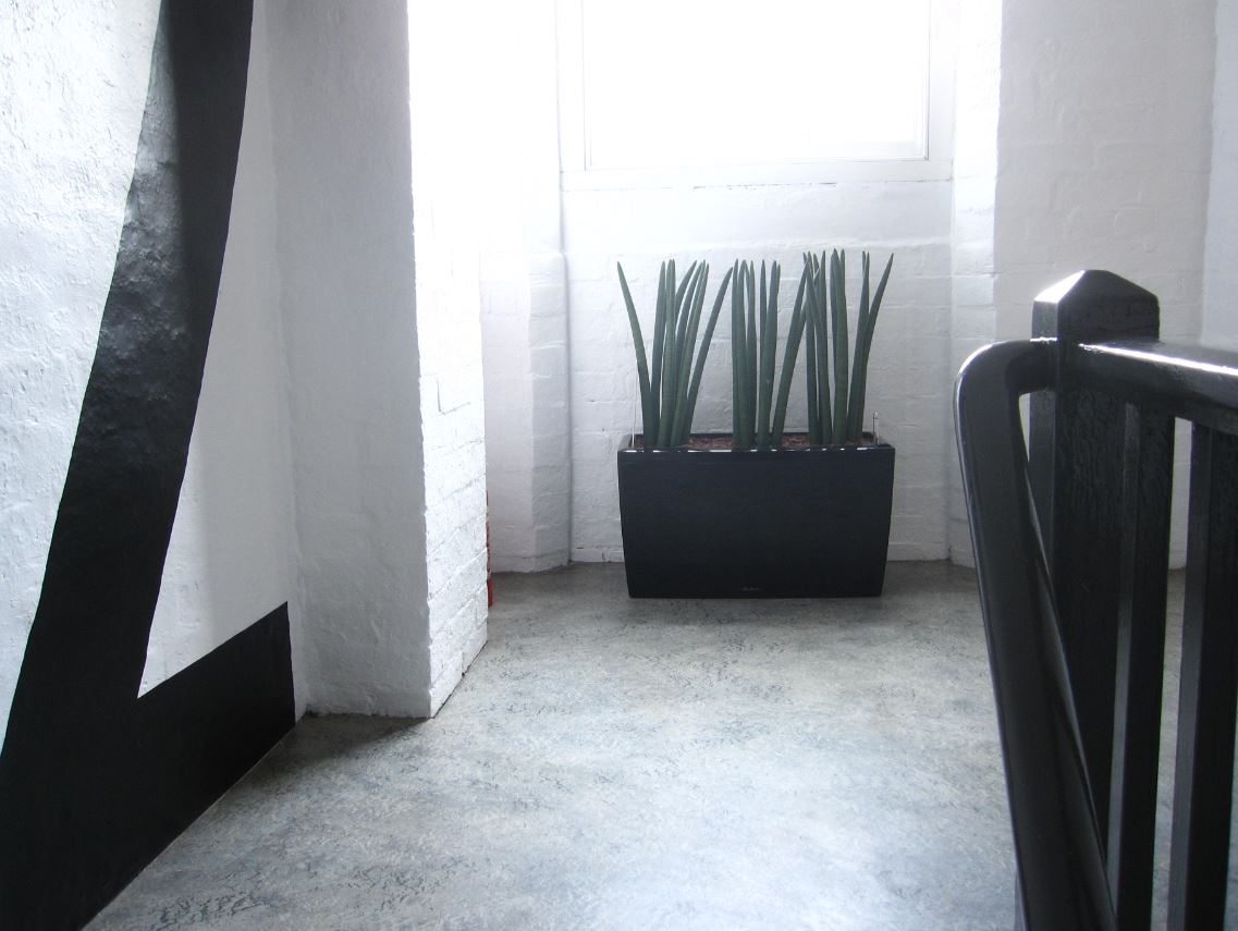Carraro trough at top of stairs with Sansevieria Stuckyi plants