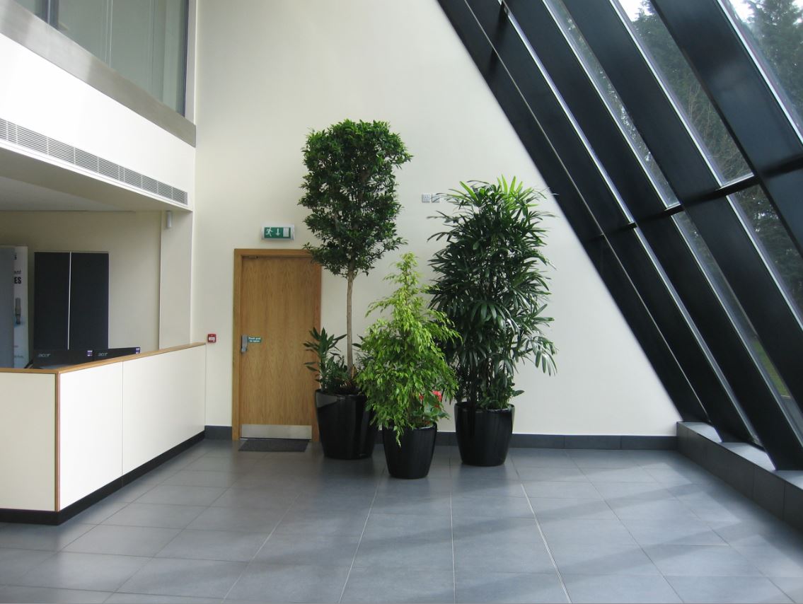 Coventry Office Atrium large group of plant displays after