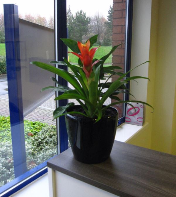 Desk top with flowering red Guzzmania