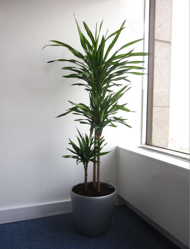 Dracaena Rikki Plant Display in office corner