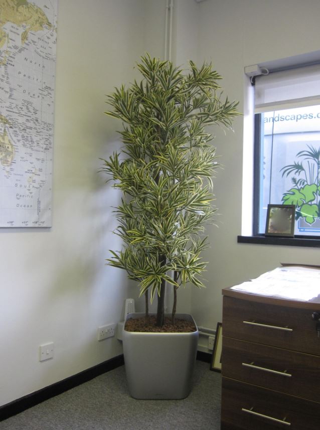 Dracaena Song of India artificial plant in Leamington Spa MD's office