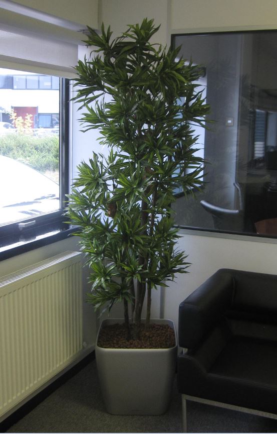 Dracaena Song of Jamaica artificial plant with real wooden stems in  Leamington Spa MD's office