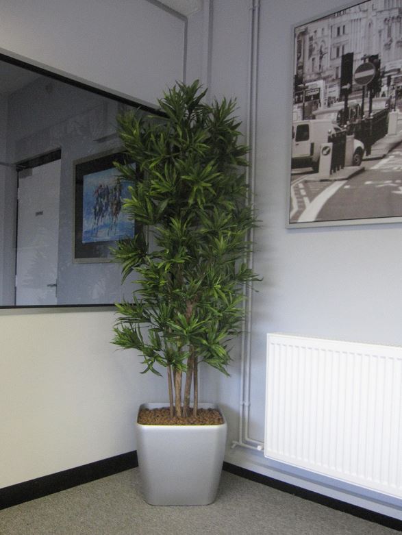 Dracaena Song of Jamaica artificial plant with real wooden stems in meeting roomDracaena Song of Jamaica artificial plant with real wooden stems in meeting room
