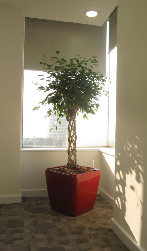 Ficus Benjamina plant with an Open Braided stem in the corner of the office