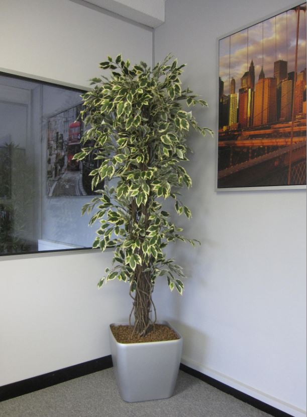 Ficus Liana multi wooden stemmed artificial plant in Leamington Spa office