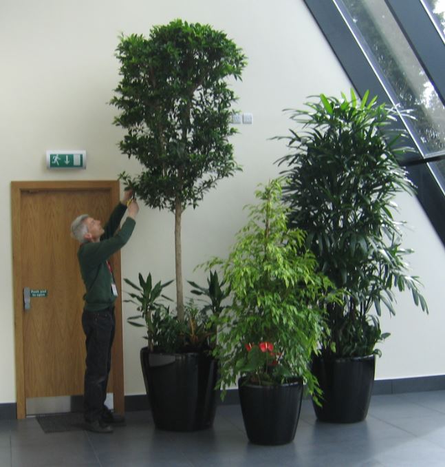 Fully maintained interior plant displays