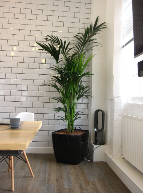 Howea Forsteriana Palm display in main Meeting Room