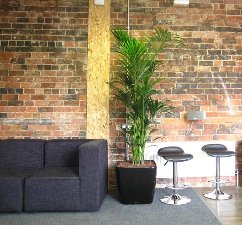 Plants improve wellbeing for office employees