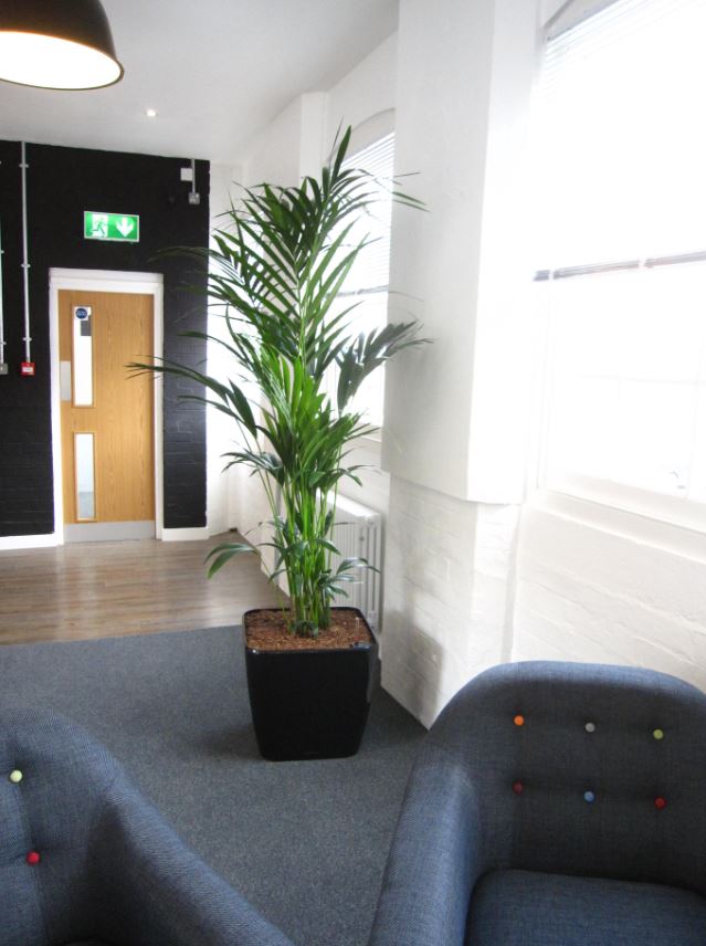 Kentia Palm plant in main office Reception
