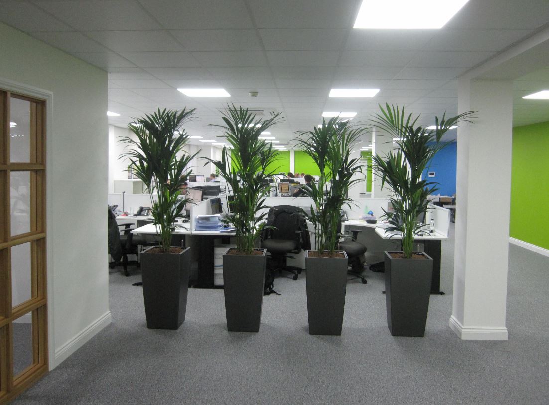 Kentia Palm plant screening in Derby DE1 offices